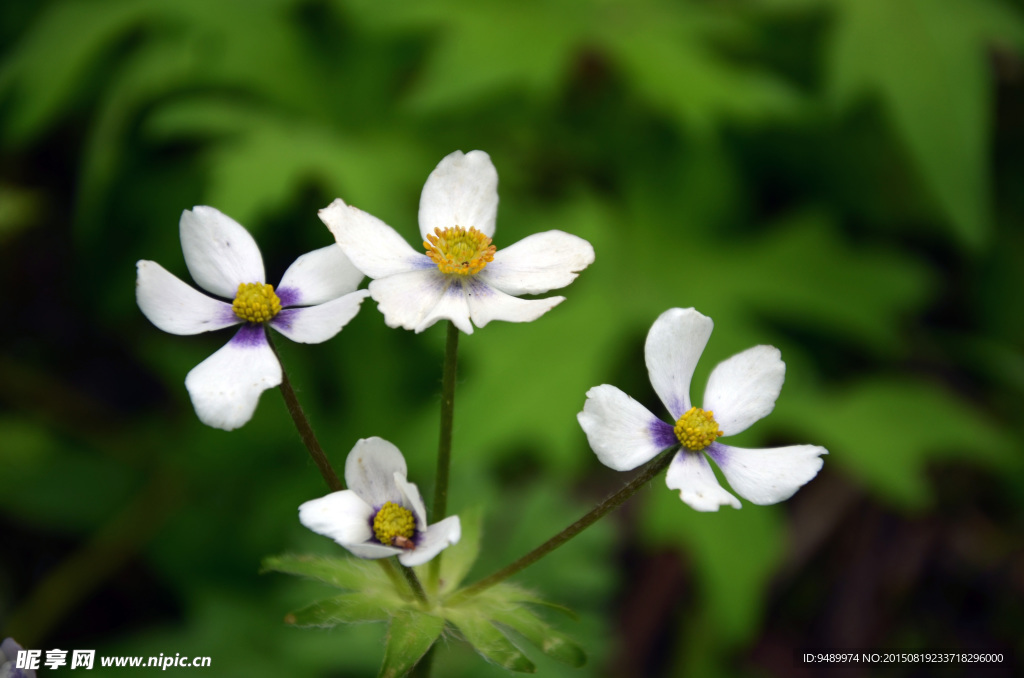 小花