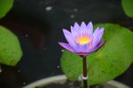 莲花