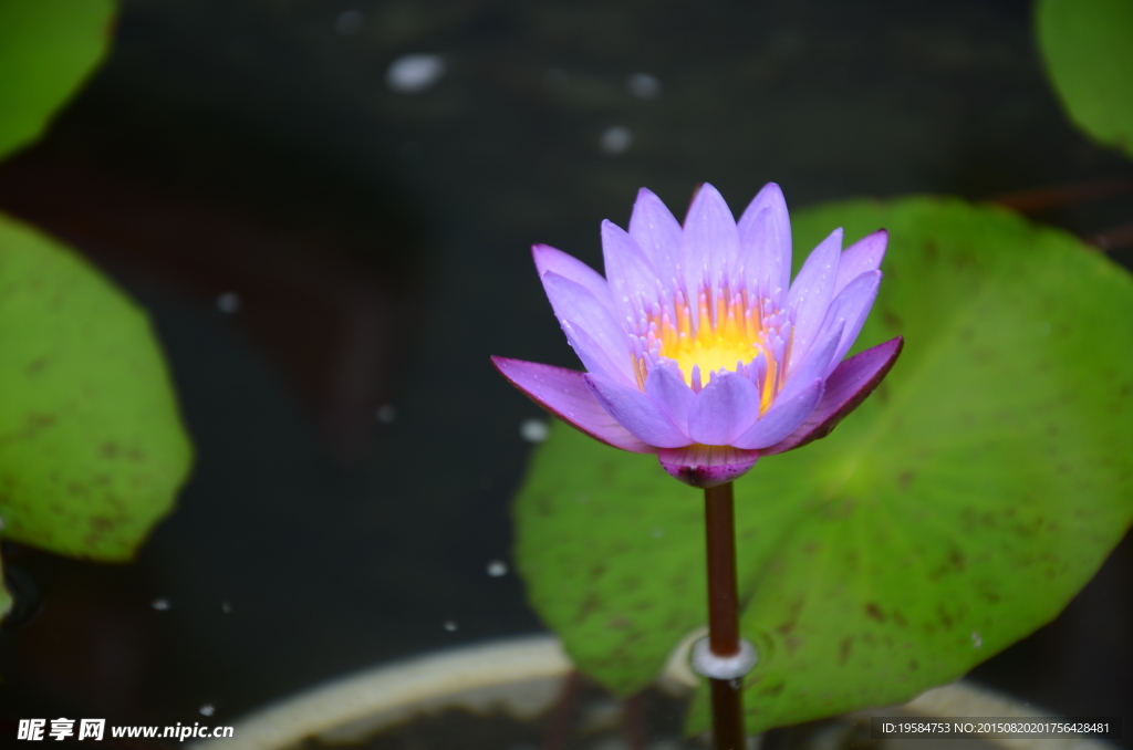 莲花