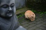 静猫