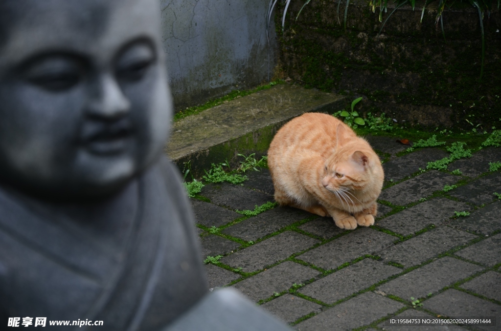 静猫