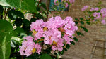 紫薇花 粉红花 红花