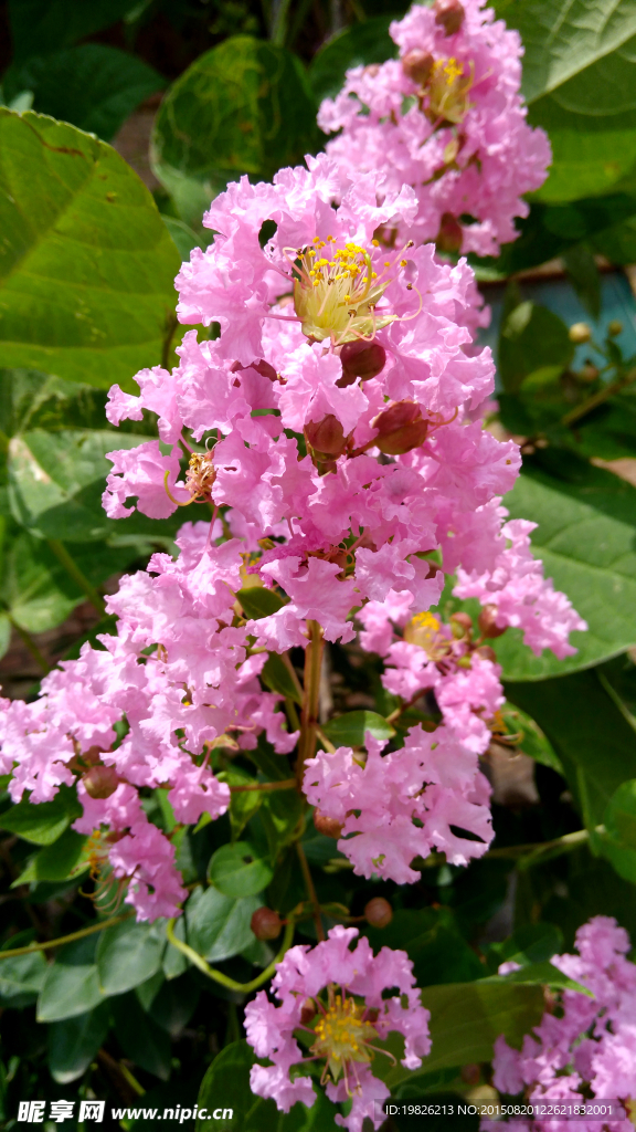 紫薇花 粉红花 红花