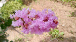 紫薇花 粉红花 红花