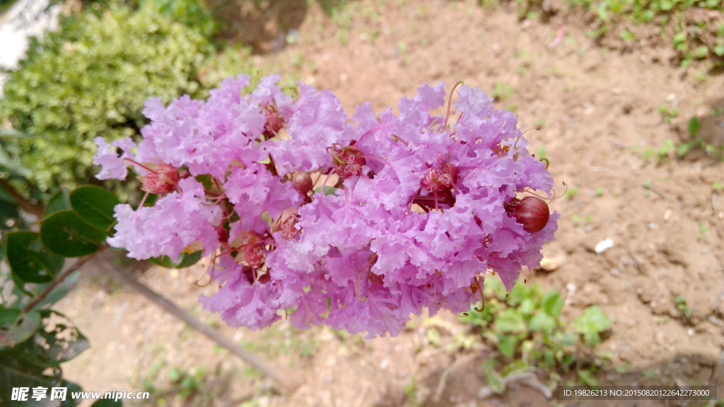 紫薇花 粉红花 红花