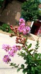 紫薇花 粉红花 红花