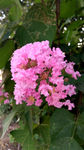 紫薇花 粉红花 红花