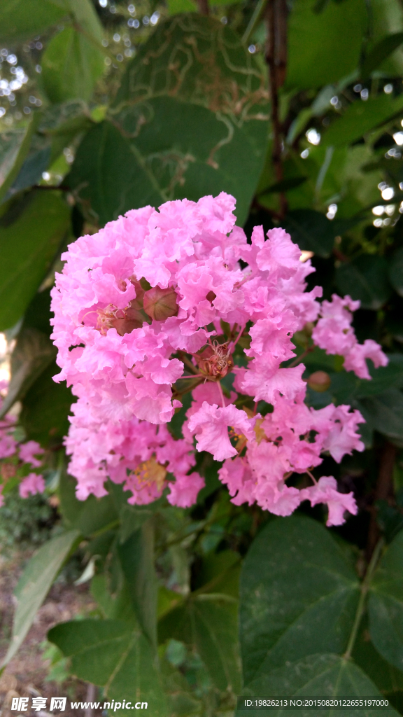 紫薇花 粉红花 红花