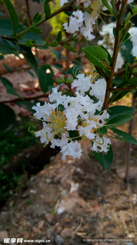 紫薇花 百花