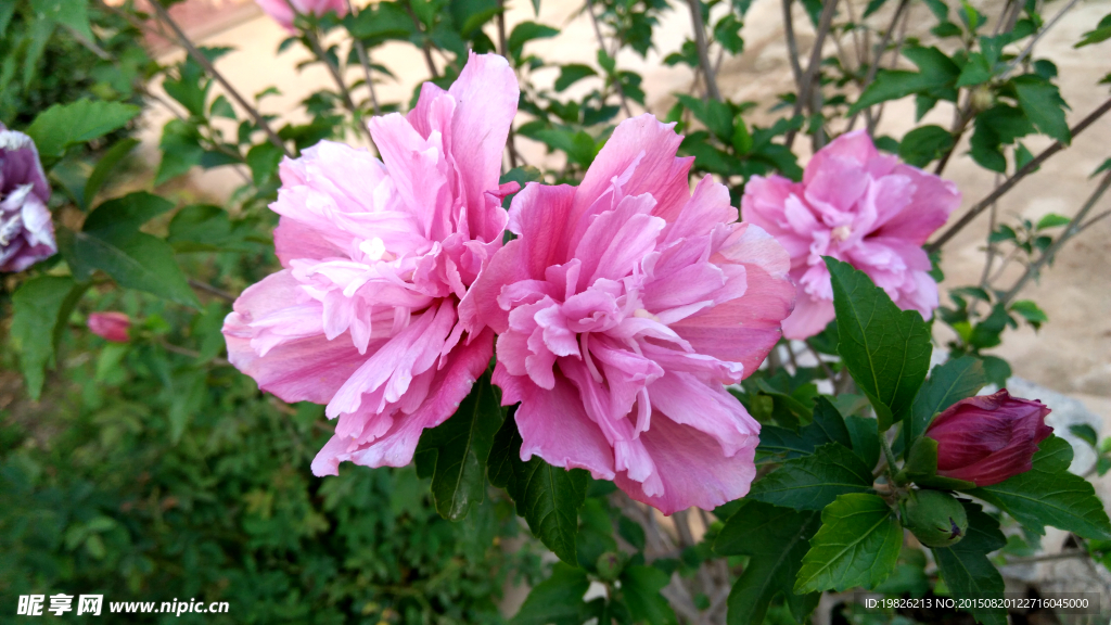 木槿