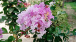 紫薇花 粉红花 红花