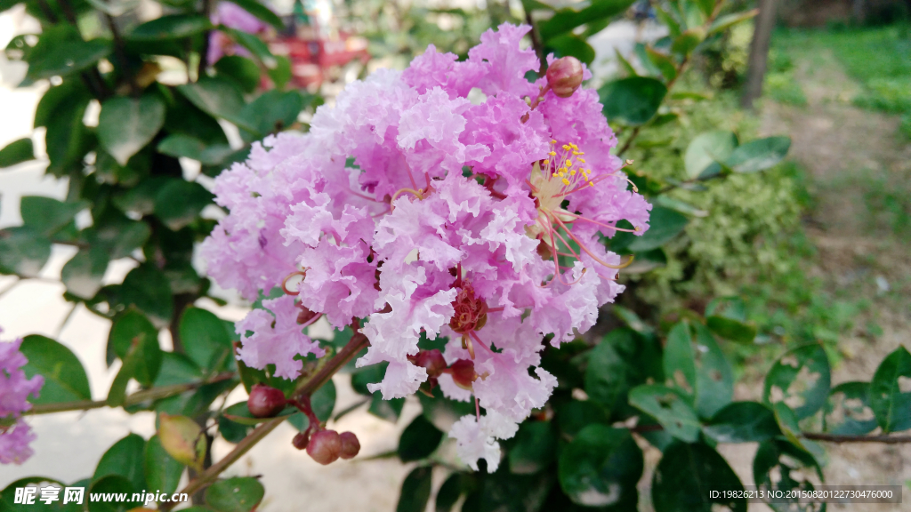 紫薇花 粉红花 红花