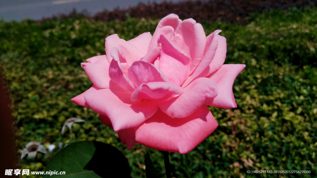 月季花 红花