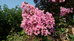 紫薇花 粉红花 红花