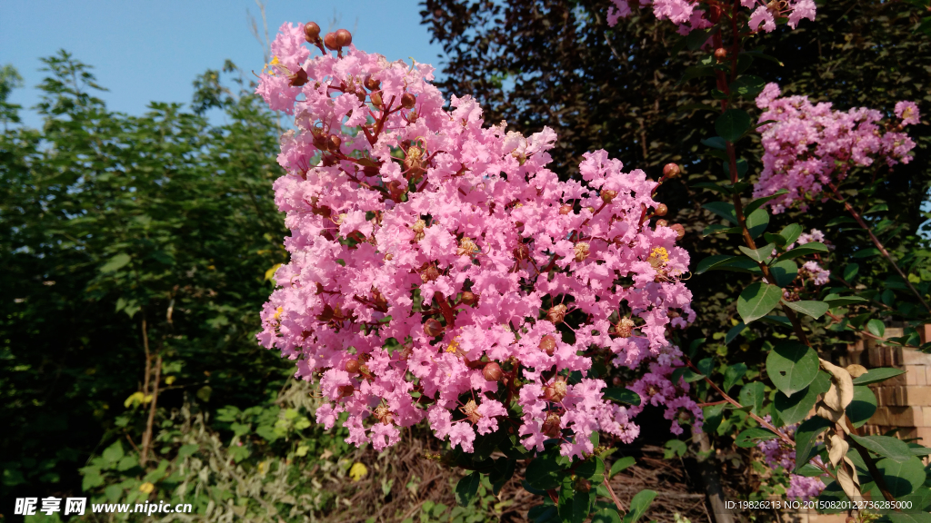 紫薇花 粉红花 红花