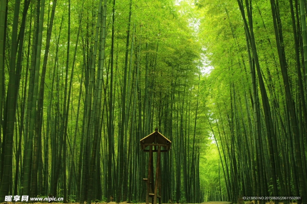 竹