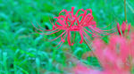 彼岸花