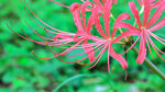 彼岸花