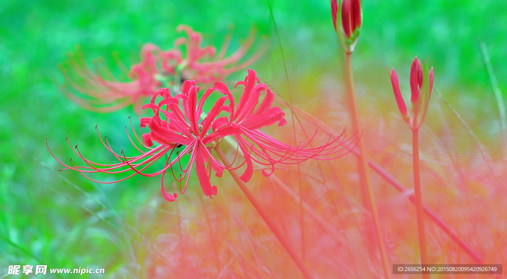 彼岸花