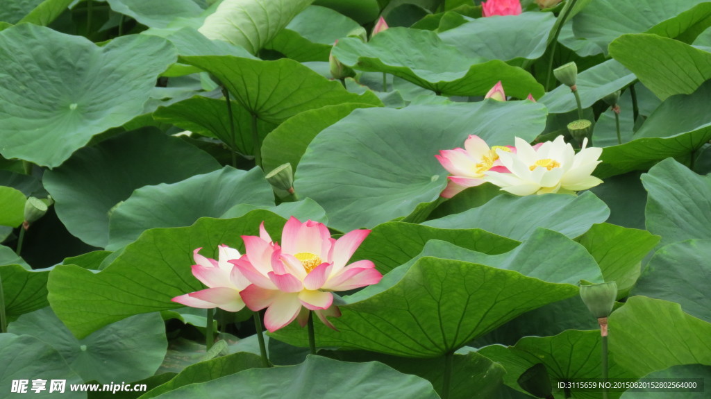 荷花 莲花 昆明