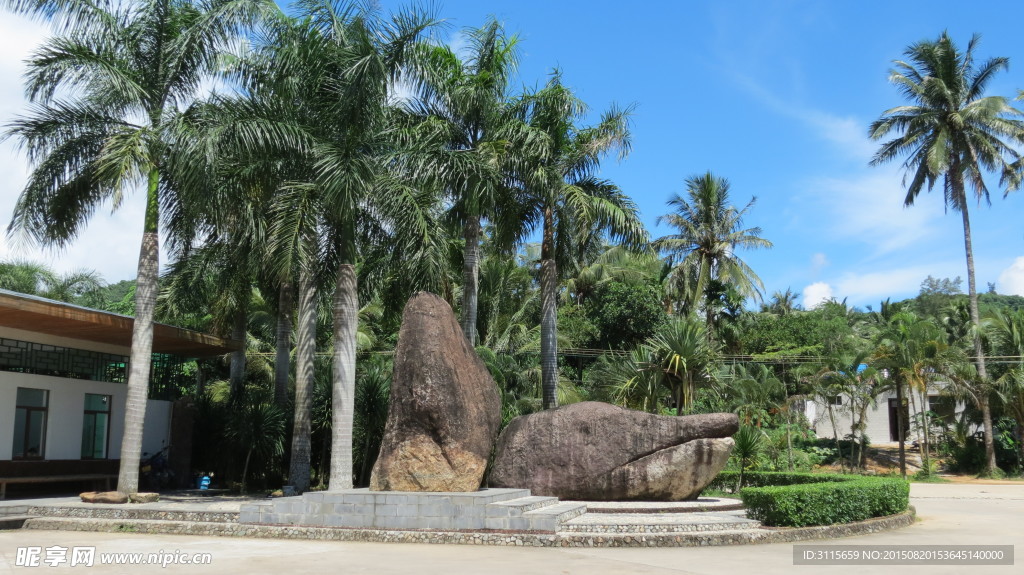 风景 椰子树