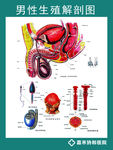 男性生殖解剖图