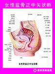 女性盆骨矢状断