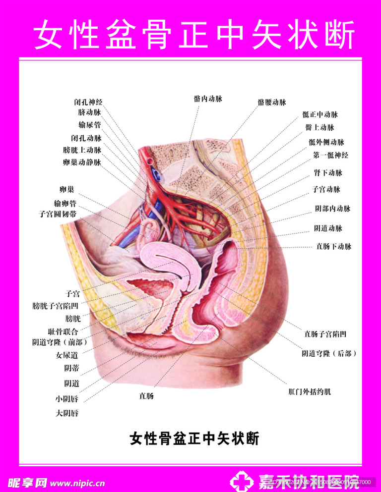 女性盆骨矢状断