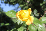 黄花月季花