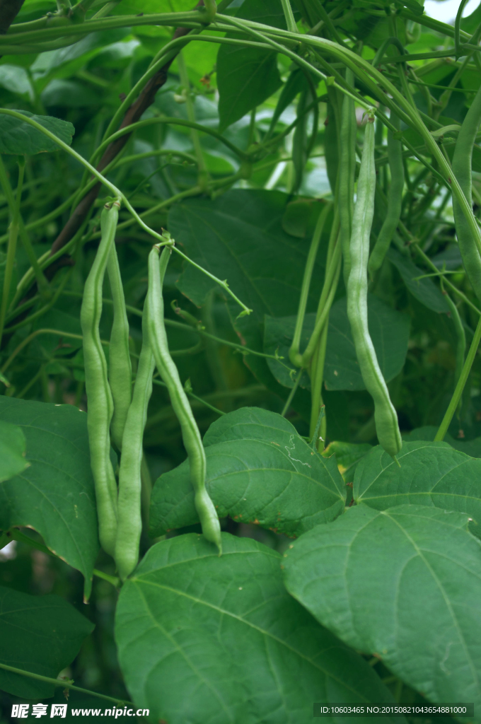 豆角