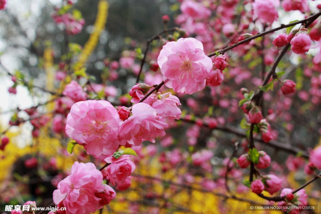 桃花