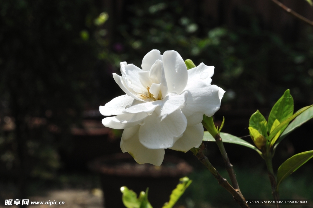栀子花