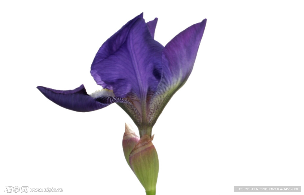 花开视频