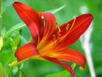 百合花