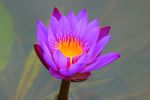 莲花