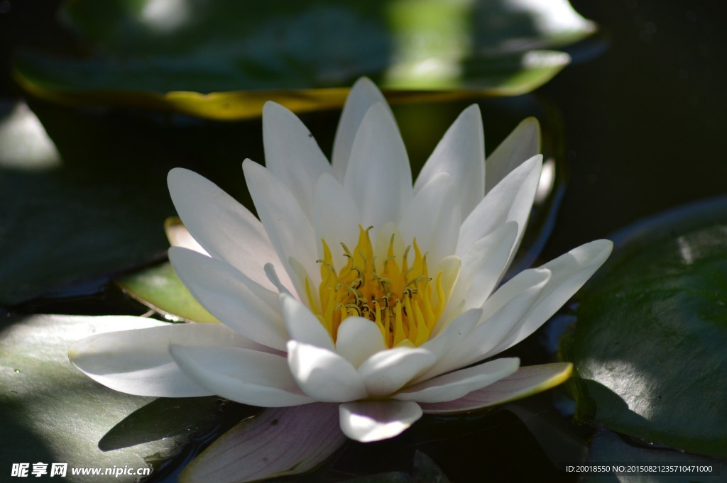 莲花