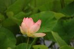 莲花