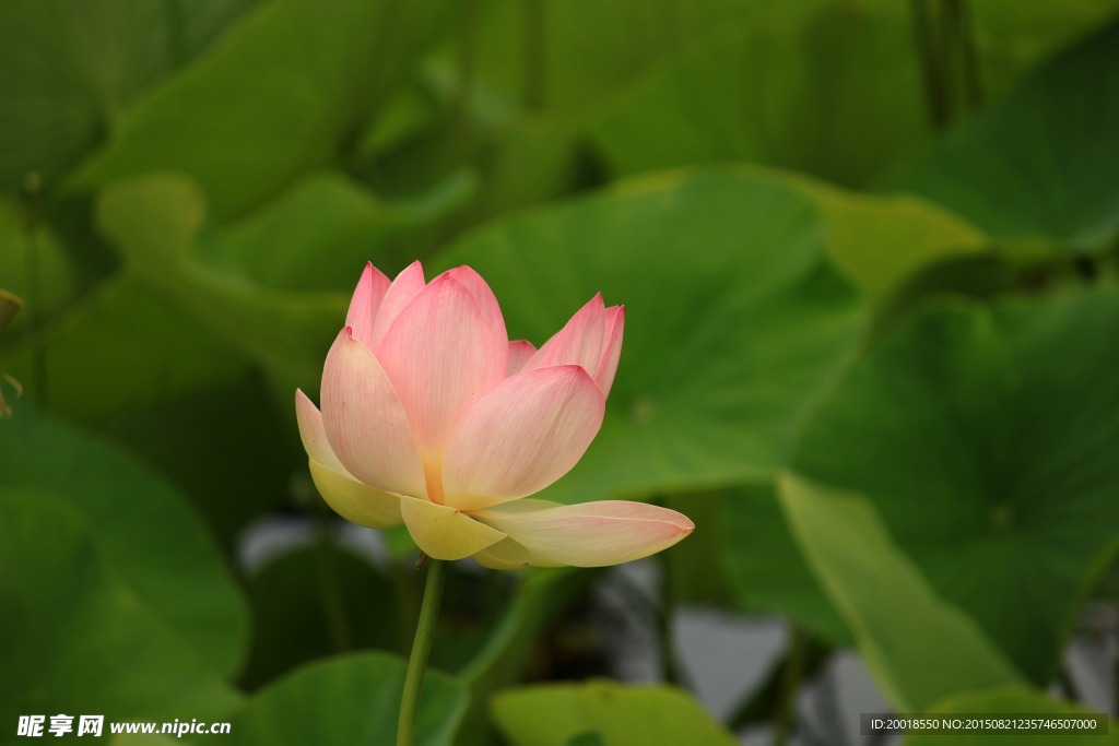 莲花
