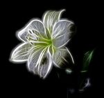 百合花