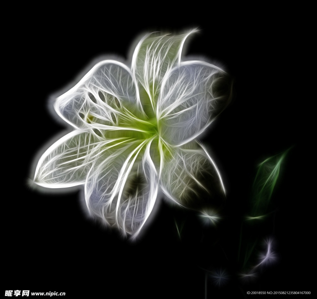 百合花