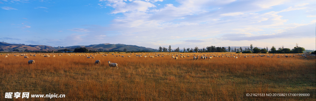 大幅风景 草原 放牧 羊群
