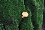 树缝中的小蘑菇