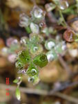 野草