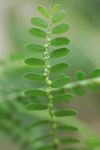 野草