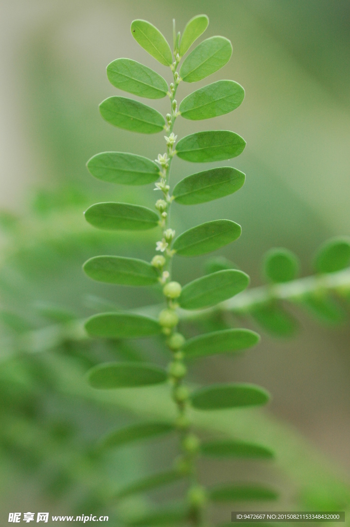 野草