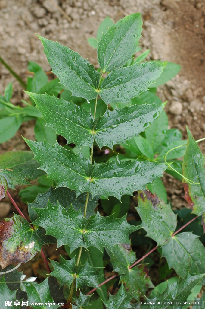 野草