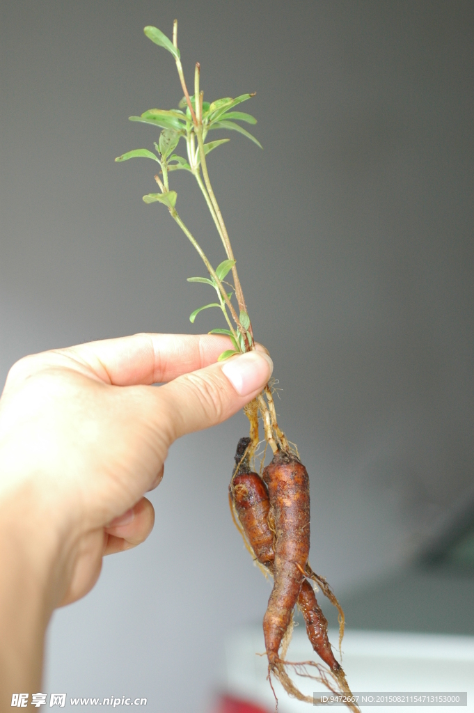 植物根茎