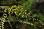 野花 野草