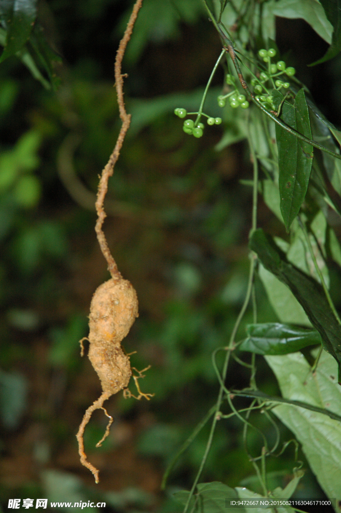 植物根茎