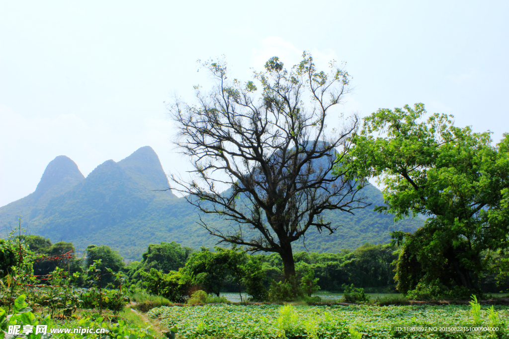 山水大树